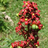 Clerodendrum indicum (L.) Kuntze